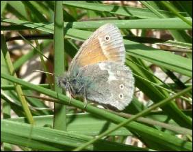 Large Heath Butterfly